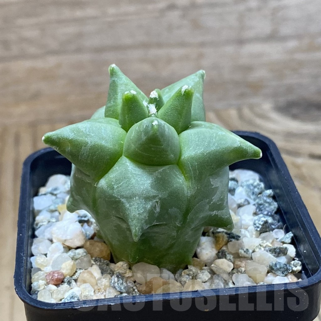 SH10757 Astrophytum myriostigma ‘Kikko’ - Image 2
