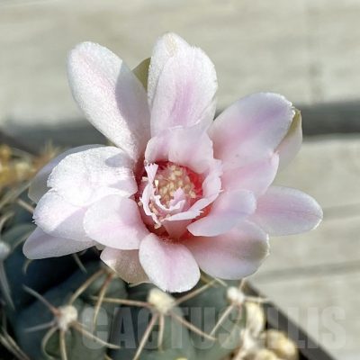 SET211 Gymnocalycium gaponii VG 503, seedling
