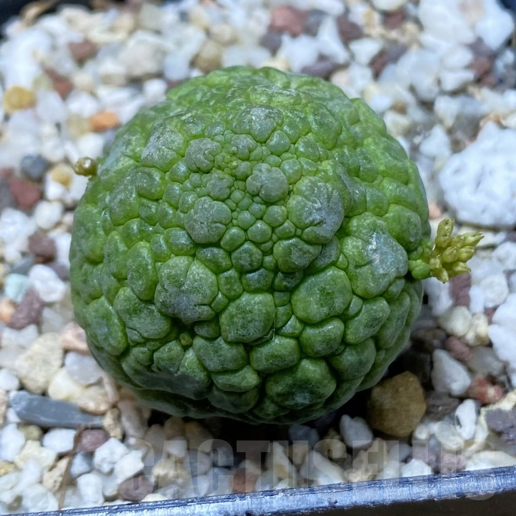 SH10765 Pseudolithos migiurtinus