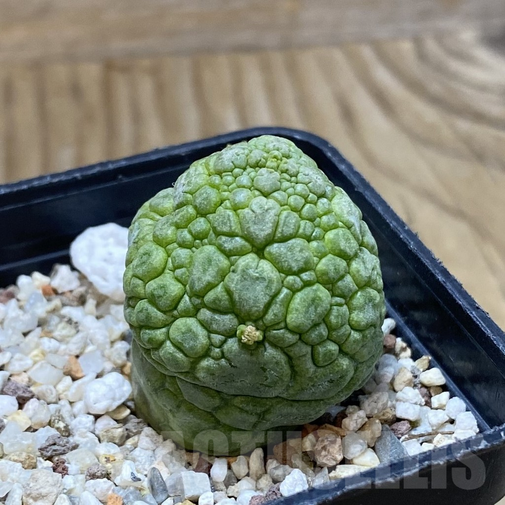 SH10765 Pseudolithos migiurtinus - Image 2