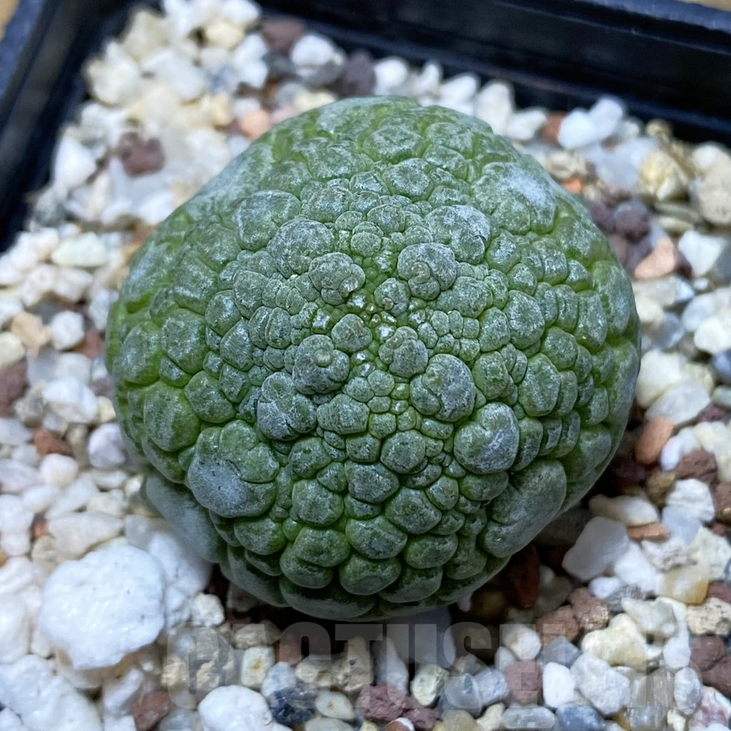 SH10767 Pseudolithos migiurtinus