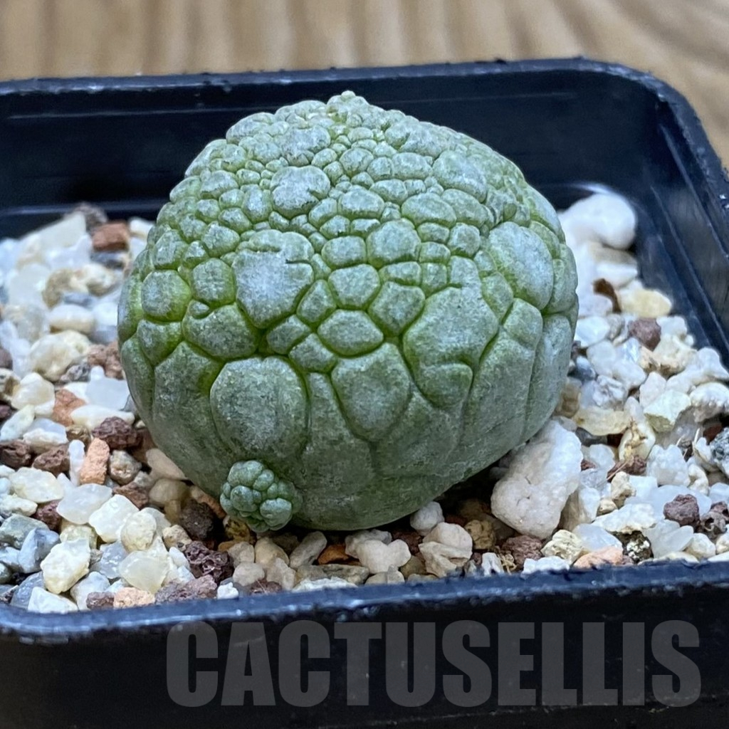 SH10767 Pseudolithos migiurtinus - Image 2