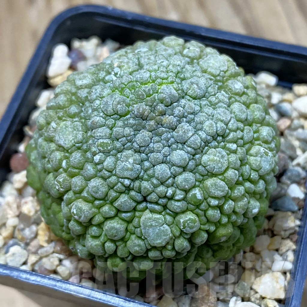 SH10768 Pseudolithos migiurtinus