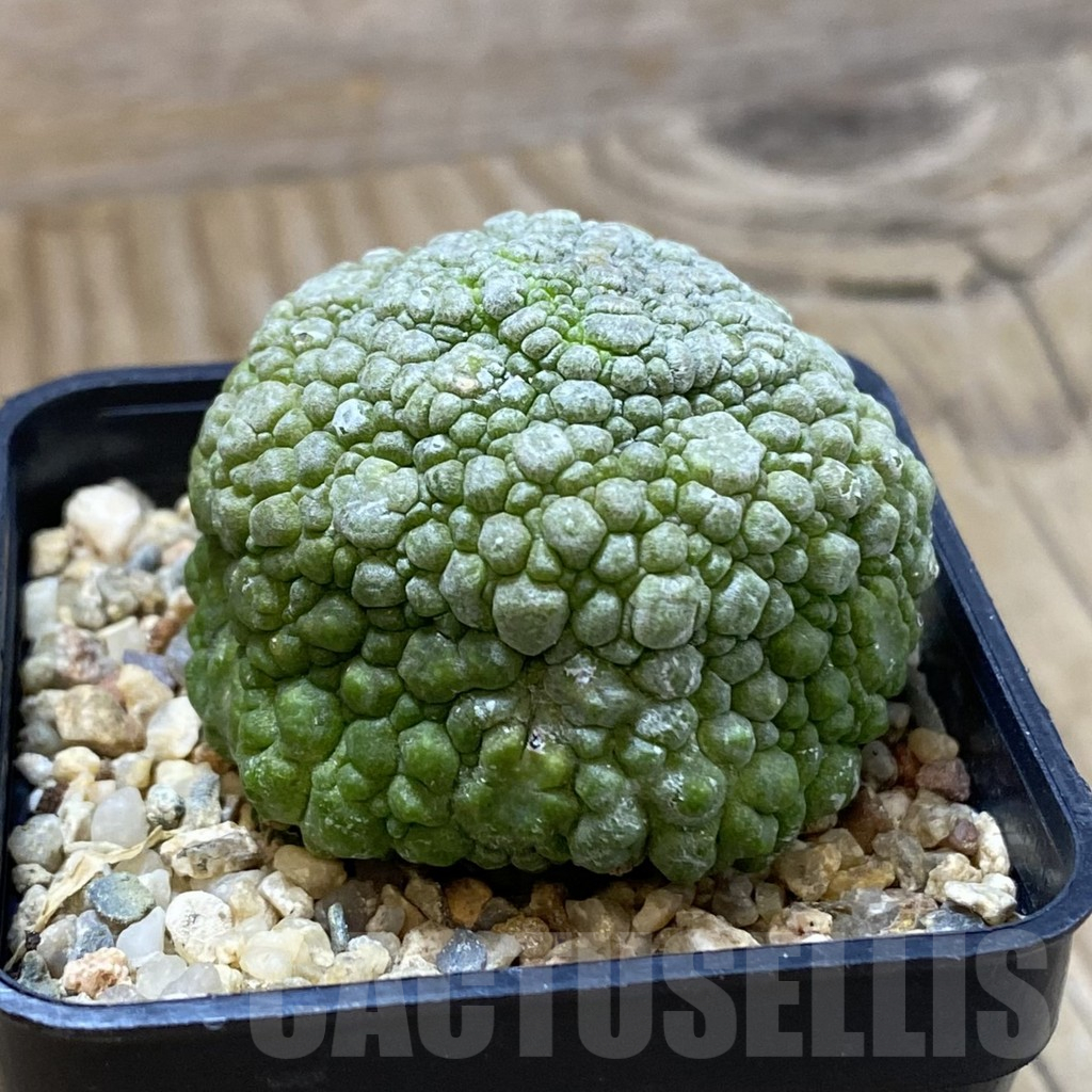SH10768 Pseudolithos migiurtinus - Image 2