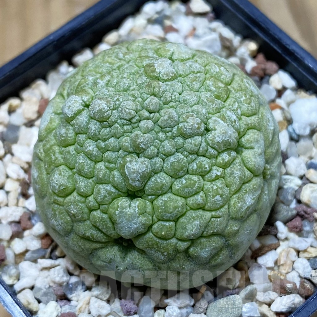 SH10769 Pseudolithos migiurtinus