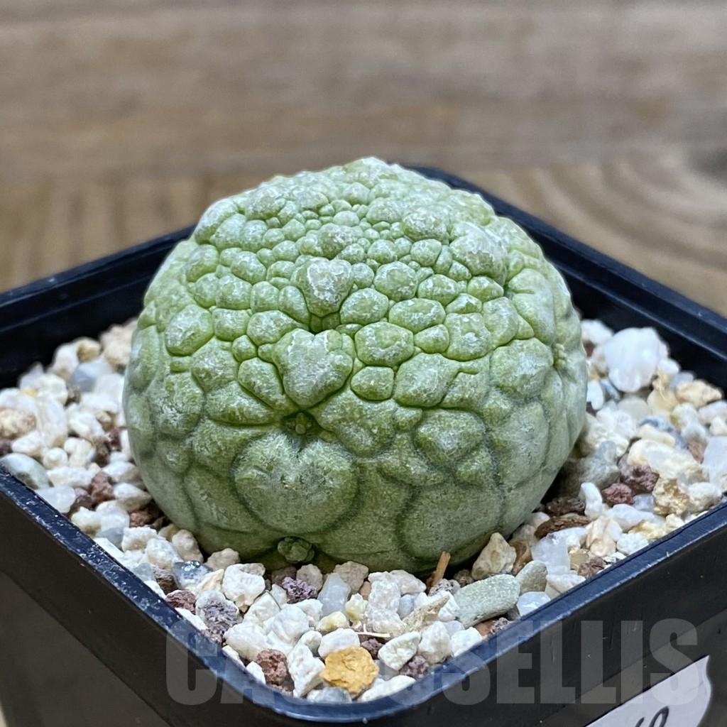 SH10769 Pseudolithos migiurtinus - Image 2