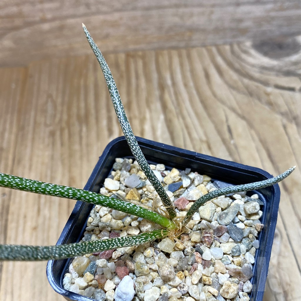 SH10770 Astrophytum caput-medusae, seedling
