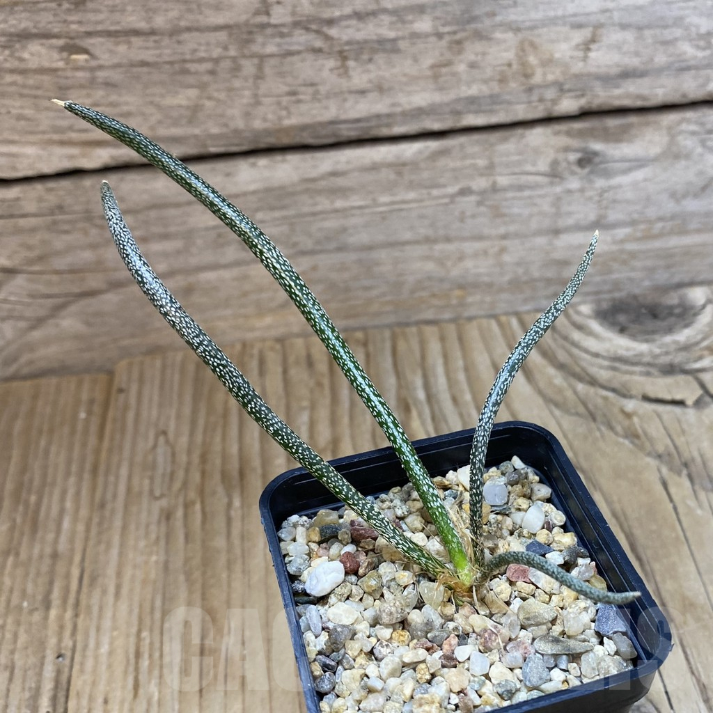 SH10770 Astrophytum caput-medusae, seedling - Image 2