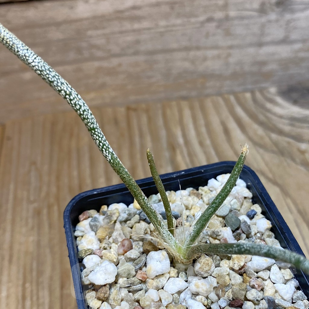 SH10771 Astrophytum caput-medusae, seedling