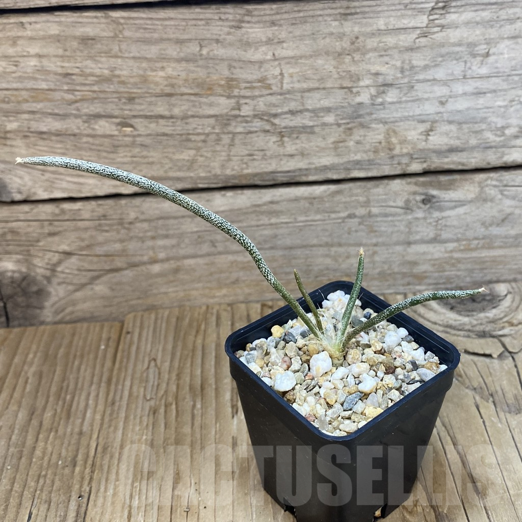 SH10771 Astrophytum caput-medusae, seedling - Image 2