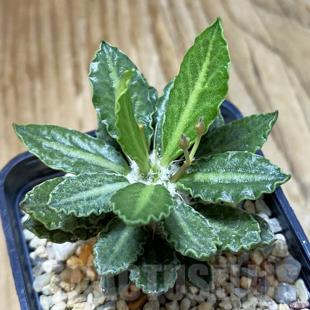 SH10780 Euphorbia tulearensis