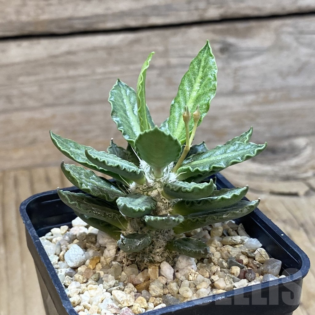 SH10780 Euphorbia tulearensis - Image 2