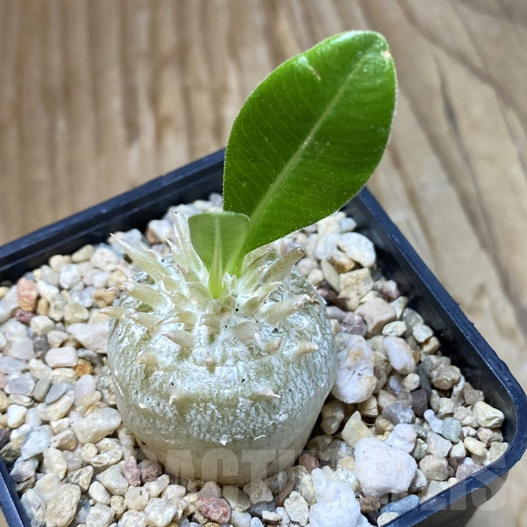 SH10782 Pachypodium brevicaule hybrid