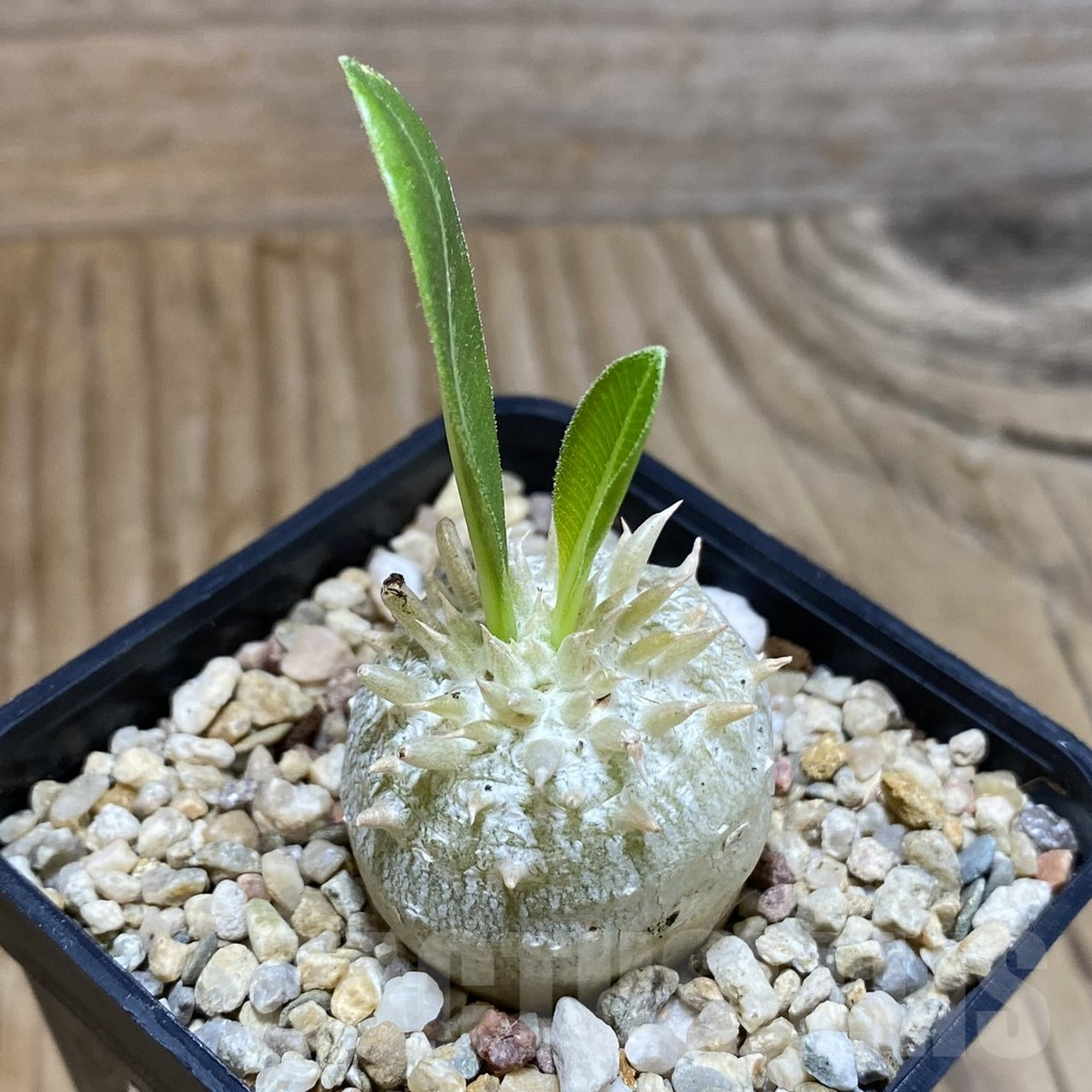 SH10782 Pachypodium brevicaule hybrid - Image 2