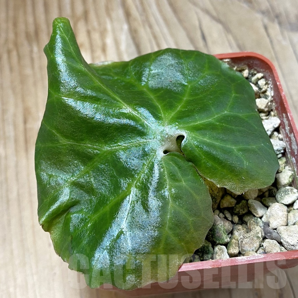 SH10784 Dorstenia barnimiana v. nova