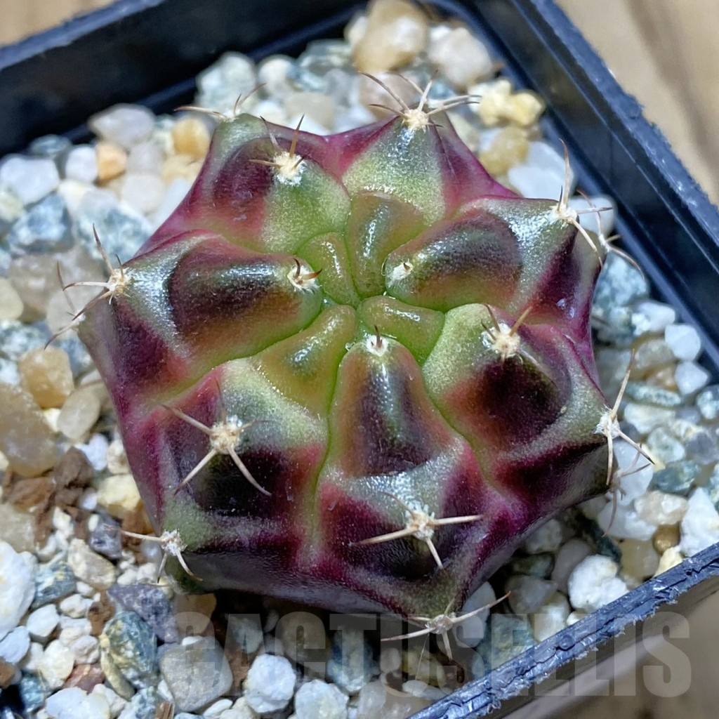 SH10735 Gymnocalycium mihanovichii ‘Purple Nebula’