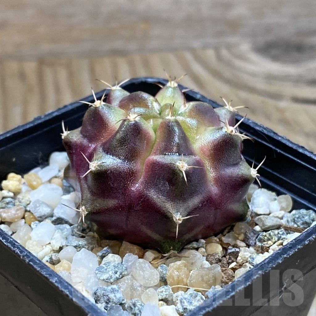 SH10735 Gymnocalycium mihanovichii ‘Purple Nebula’ - Image 2