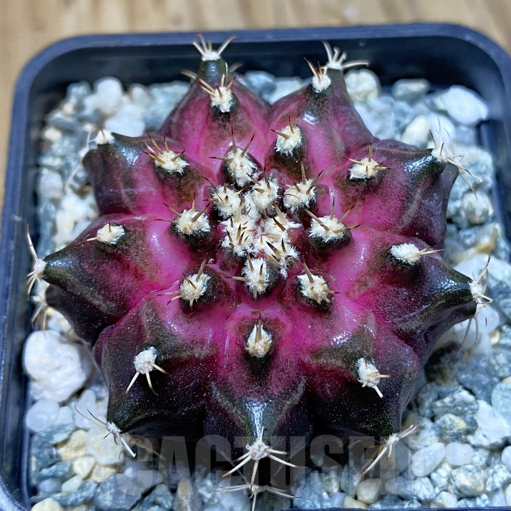 SH10742 Gymnocalycium mihanovichii 'T-Lux', seedling