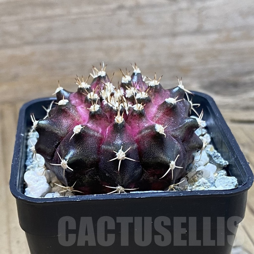 SH10742 Gymnocalycium mihanovichii 'T-Lux', seedling - Image 2