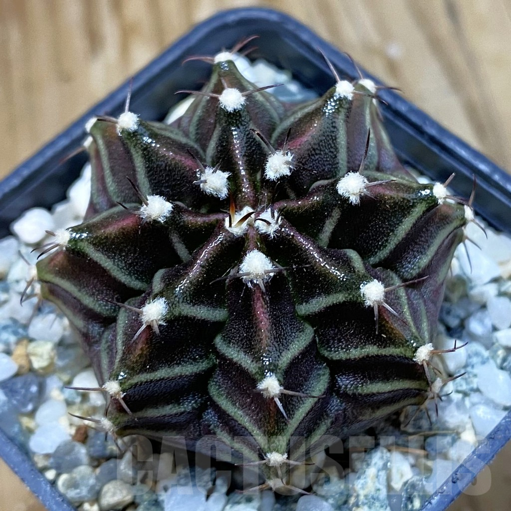 SH10744 Gymnocalycium mihanovichii ‘Black Widow’, seedling
