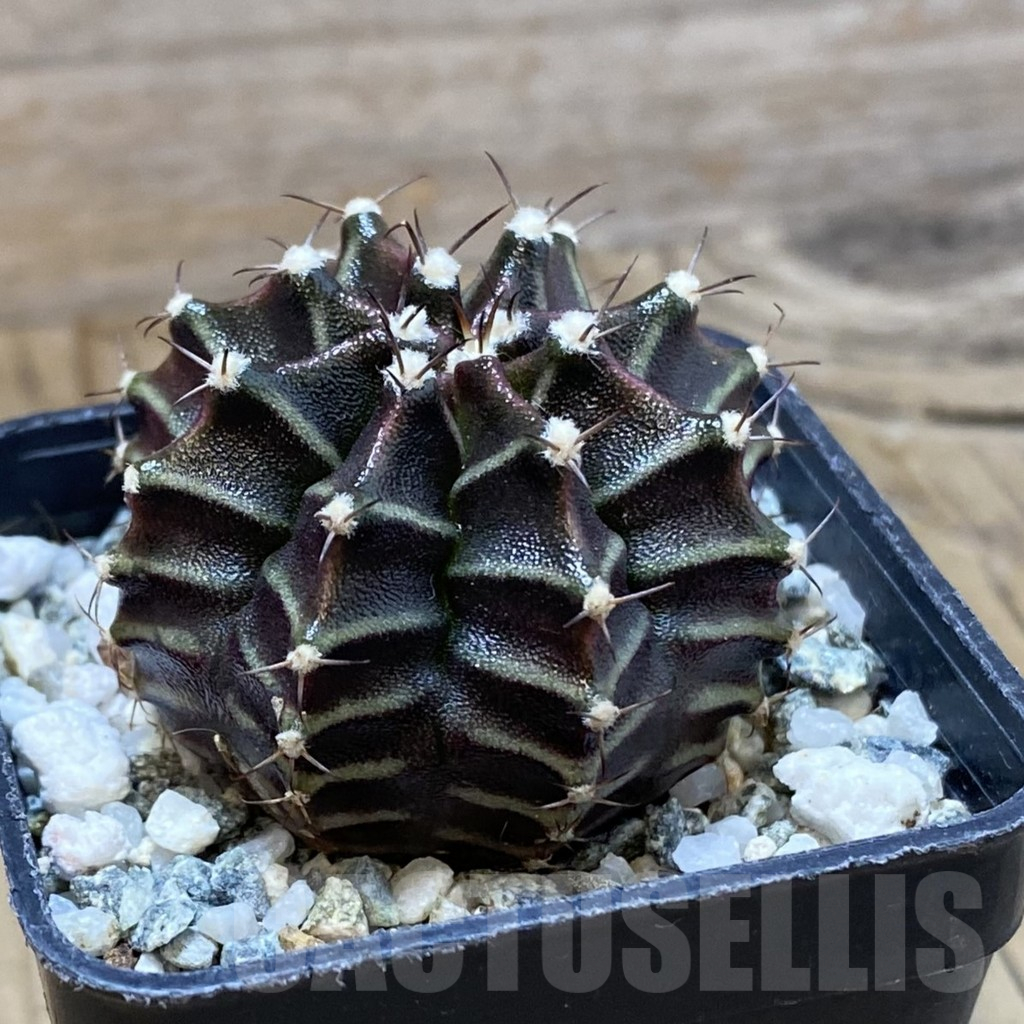 SH10744 Gymnocalycium mihanovichii ‘Black Widow’, seedling - Image 2