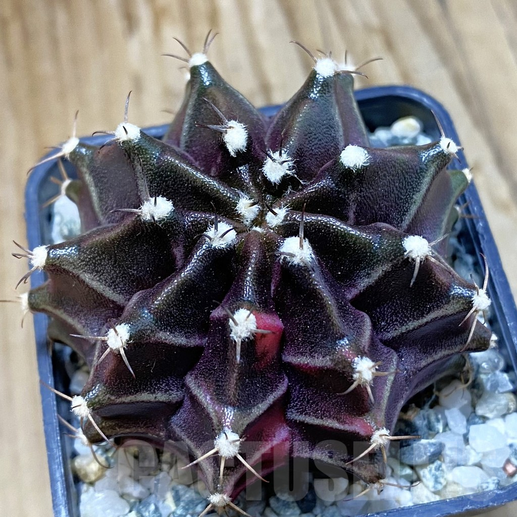 SH10745 Gymnocalycium mihanovichii ‘Black Widow’, seedling
