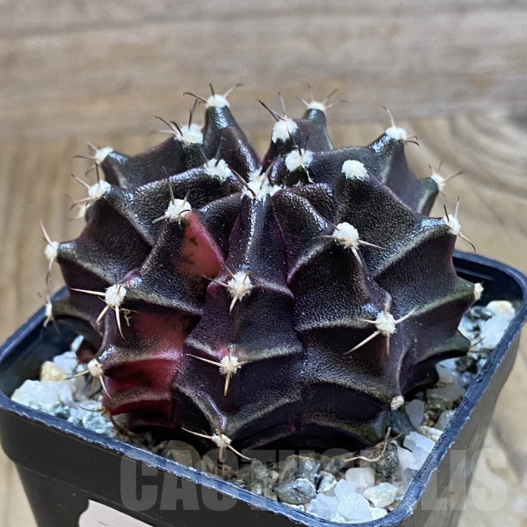 SH10745 Gymnocalycium mihanovichii ‘Black Widow’, seedling - Image 2