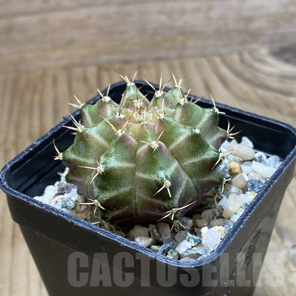 SH10749 Gymnocalycium mihanovichii 'Neon Green', seedling - Image 2