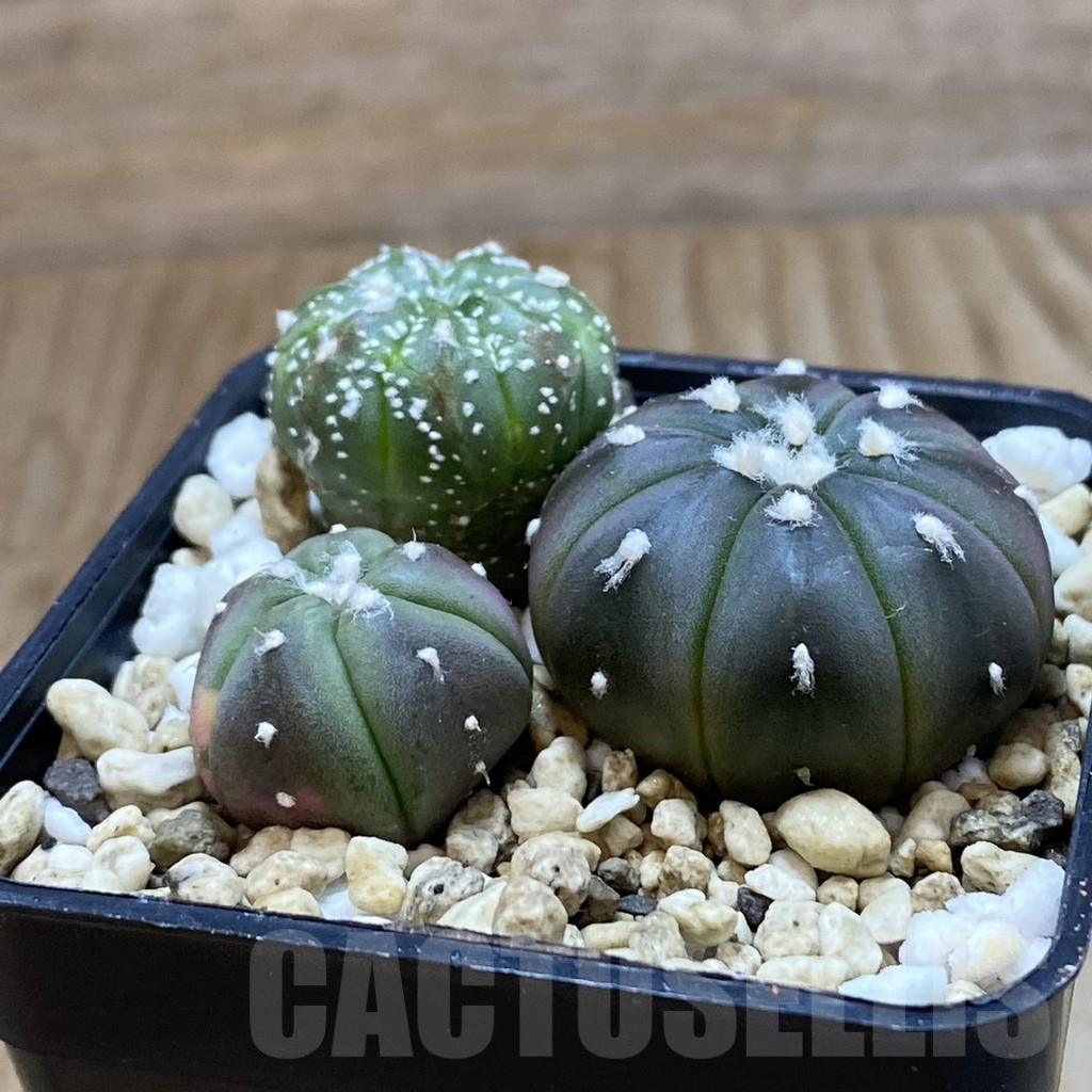 SH10892 Astrophytum asterias mix, 3 plants - Image 2