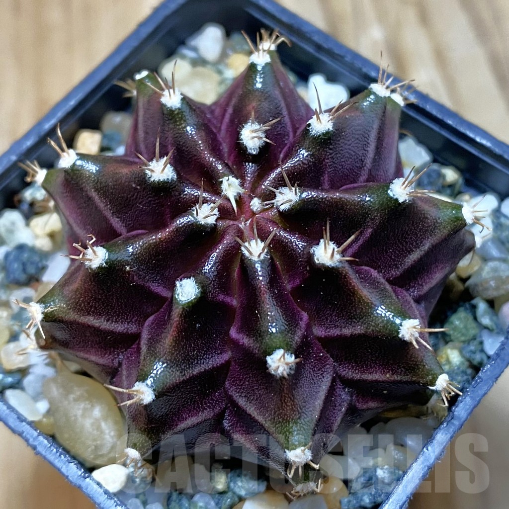 SH10938 Gymnocalycium mihanovichii ‘Black Widow’, seedling