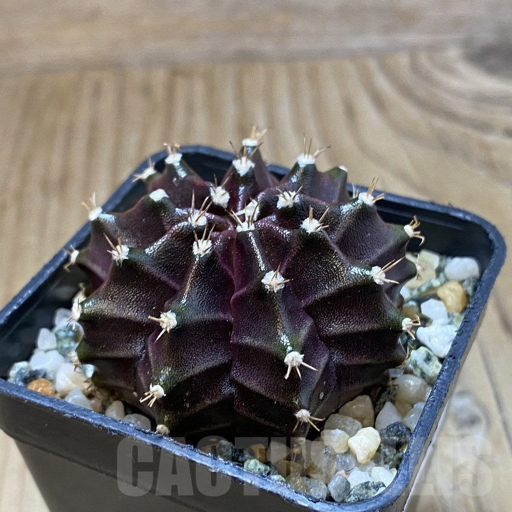 SH10938 Gymnocalycium mihanovichii ‘Black Widow’, seedling - Image 2