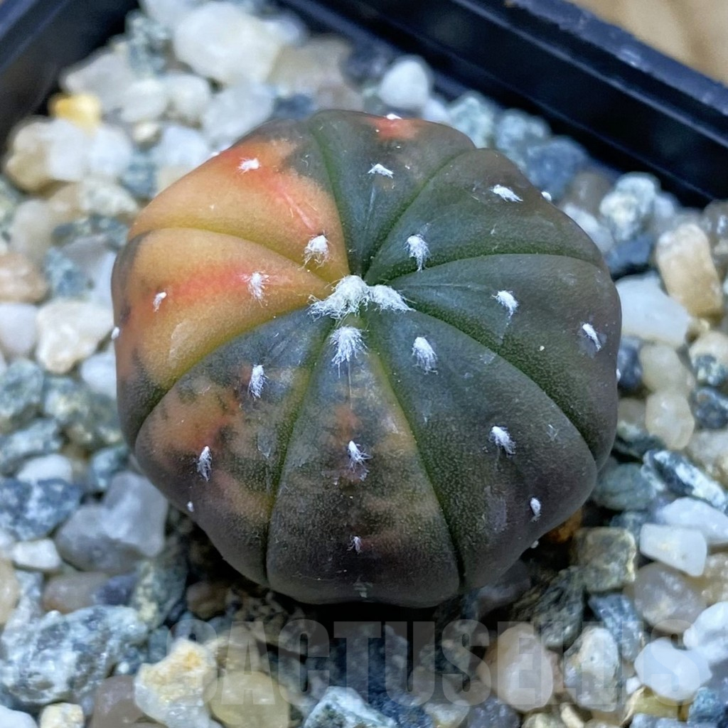 SH10939 Astrophytum asterias ‘Red Purple Skin’ f. variegata
