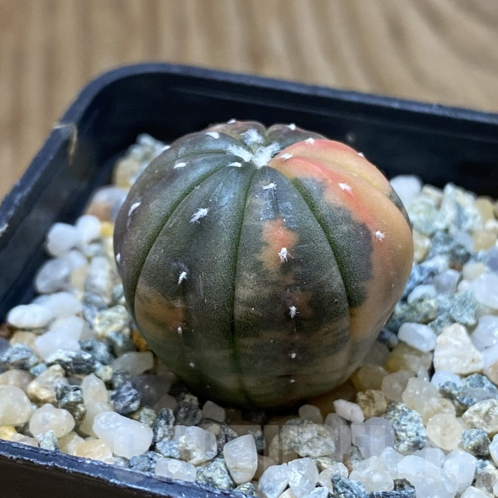 SH10939 Astrophytum asterias ‘Red Purple Skin’ f. variegata - Image 2