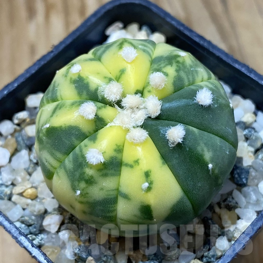SH10942 Astrophytum asterias f. variegata