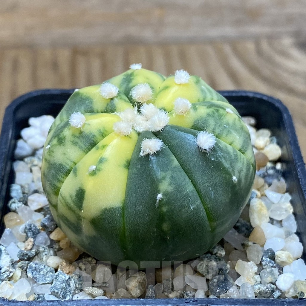 SH10942 Astrophytum asterias f. variegata - Image 2