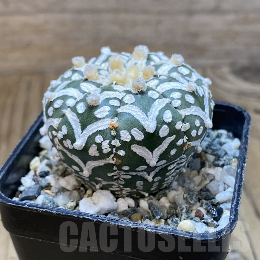 SH10947 Astrophytum asterias 'Super Kabuto' V-type f. nudum - Image 2