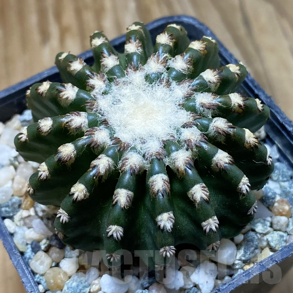 SH10950 Discocactus horstii