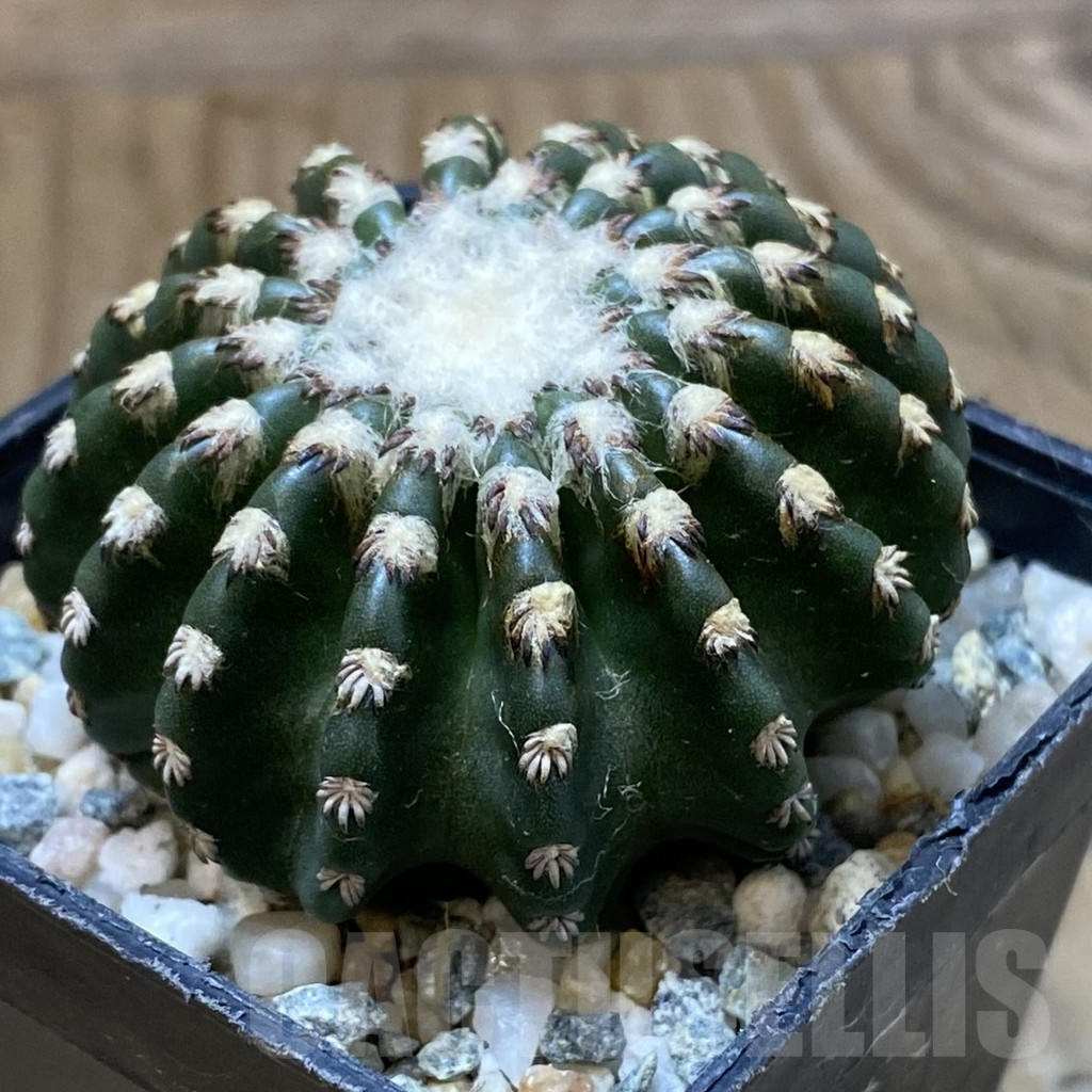 SH10950 Discocactus horstii - Image 2