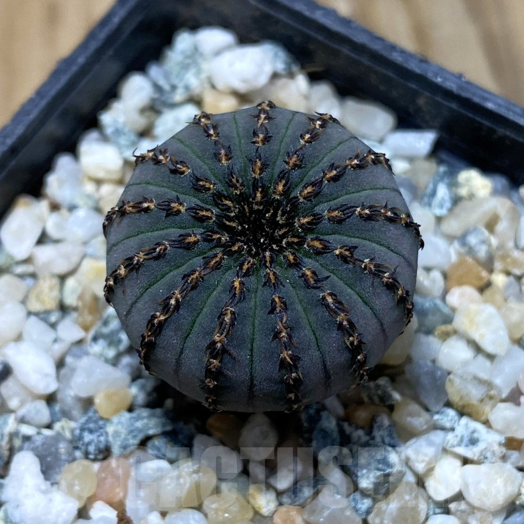 SH10952 Frailea asterioides