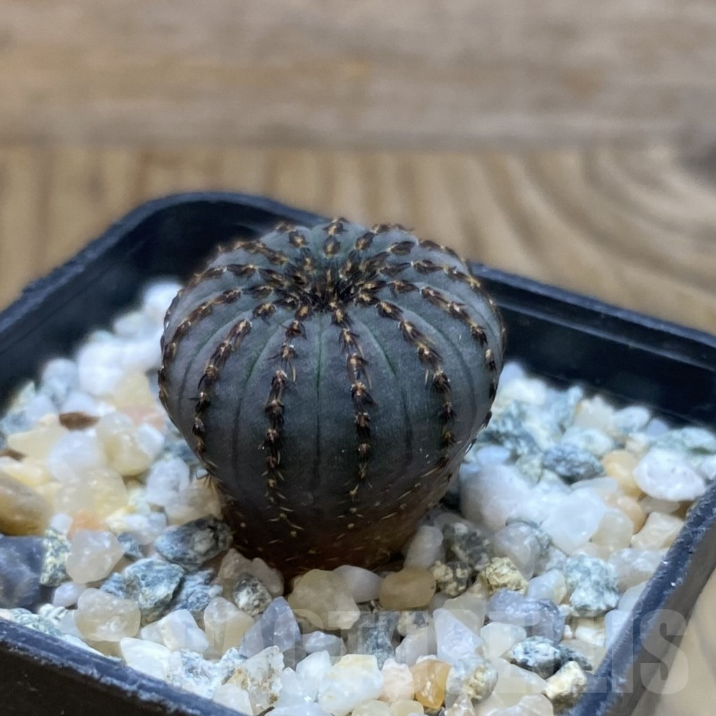 SH10952 Frailea asterioides - Image 2