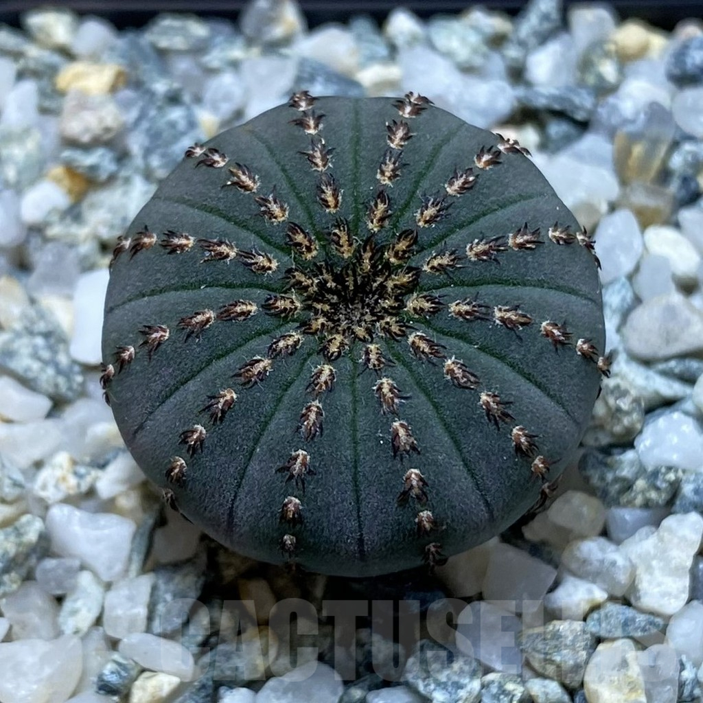 SH10953 Frailea asterioides