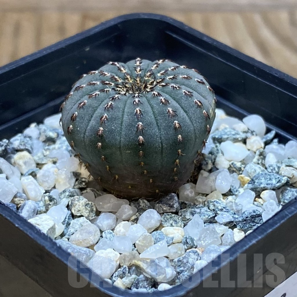 SH10953 Frailea asterioides - Image 2