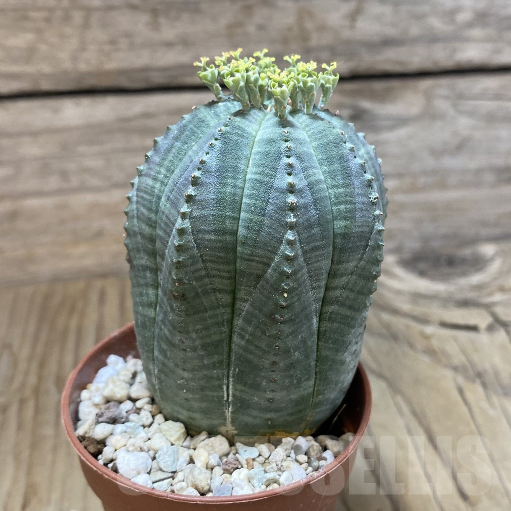 SET259 Euphorbia obesa ♀ ♂, 2 plants - Image 2