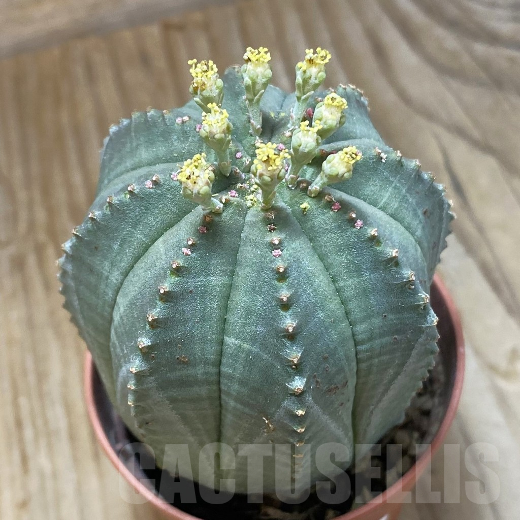 SET259 Euphorbia obesa ♀ ♂, 2 plants - Image 3