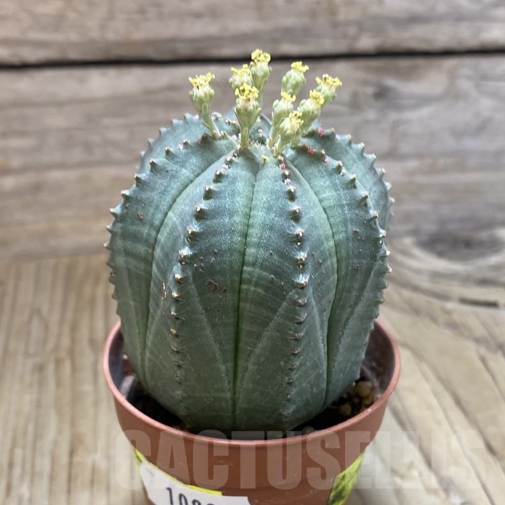 SET259 Euphorbia obesa ♀ ♂, 2 plants - Image 4