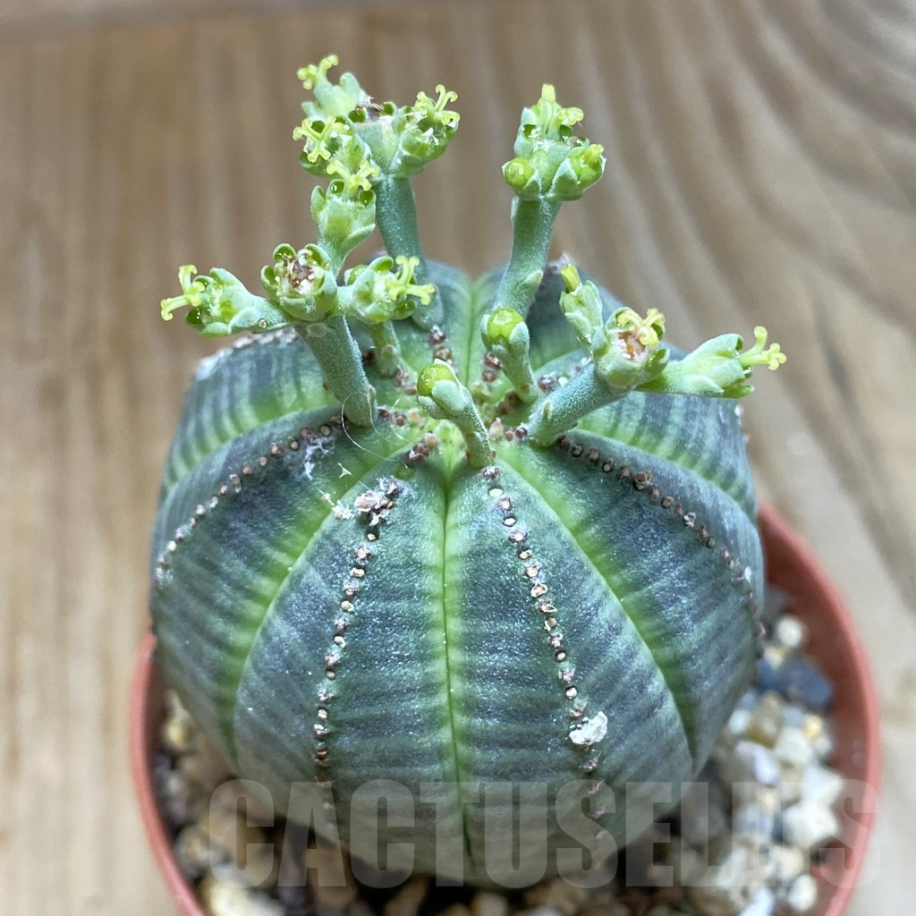 SET260 Euphorbia obesa ♀ ♂, 2 plants