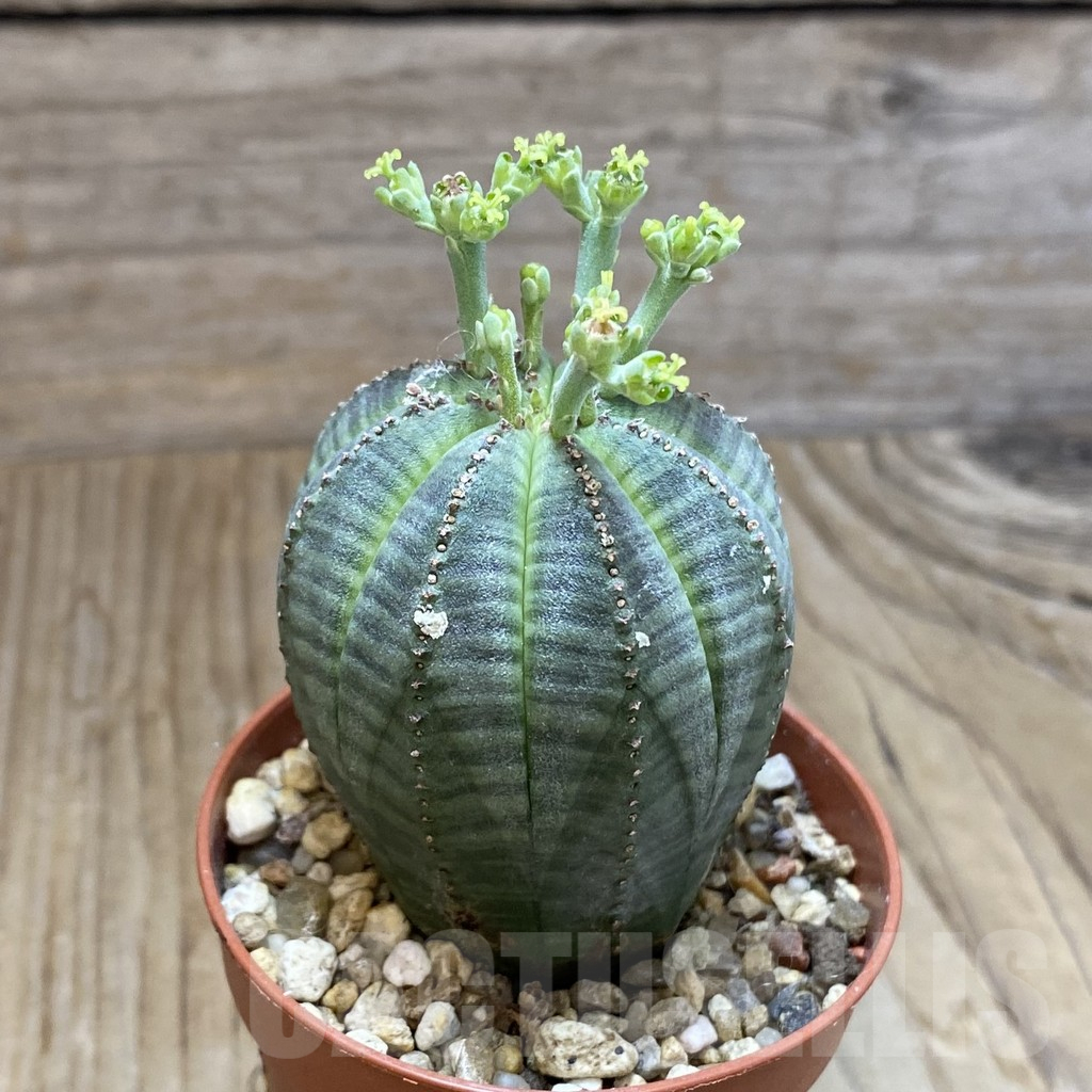 SET260 Euphorbia obesa ♀ ♂, 2 plants - Image 2