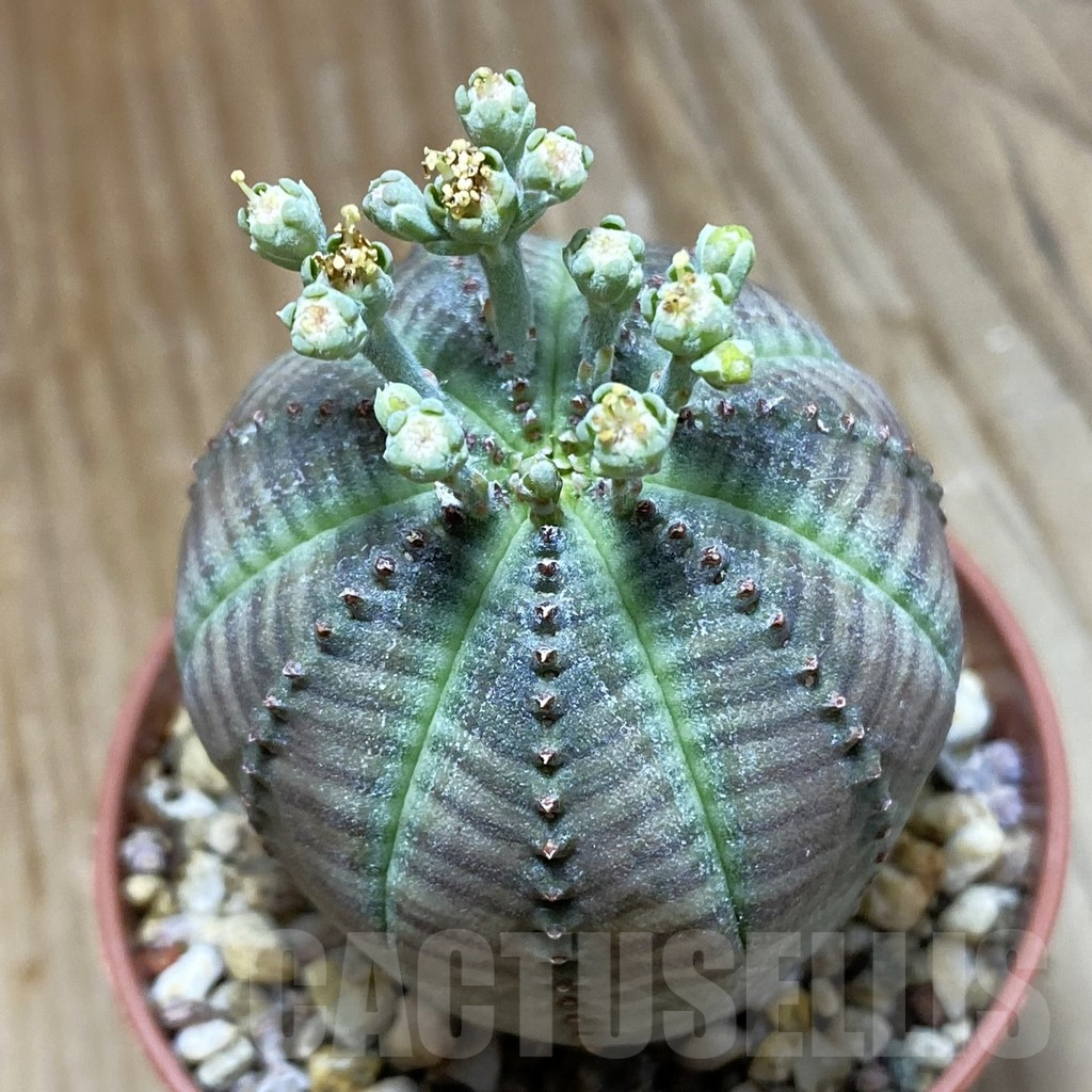 SET260 Euphorbia obesa ♀ ♂, 2 plants - Image 3