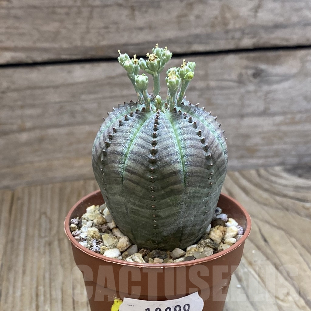 SET260 Euphorbia obesa ♀ ♂, 2 plants - Image 4