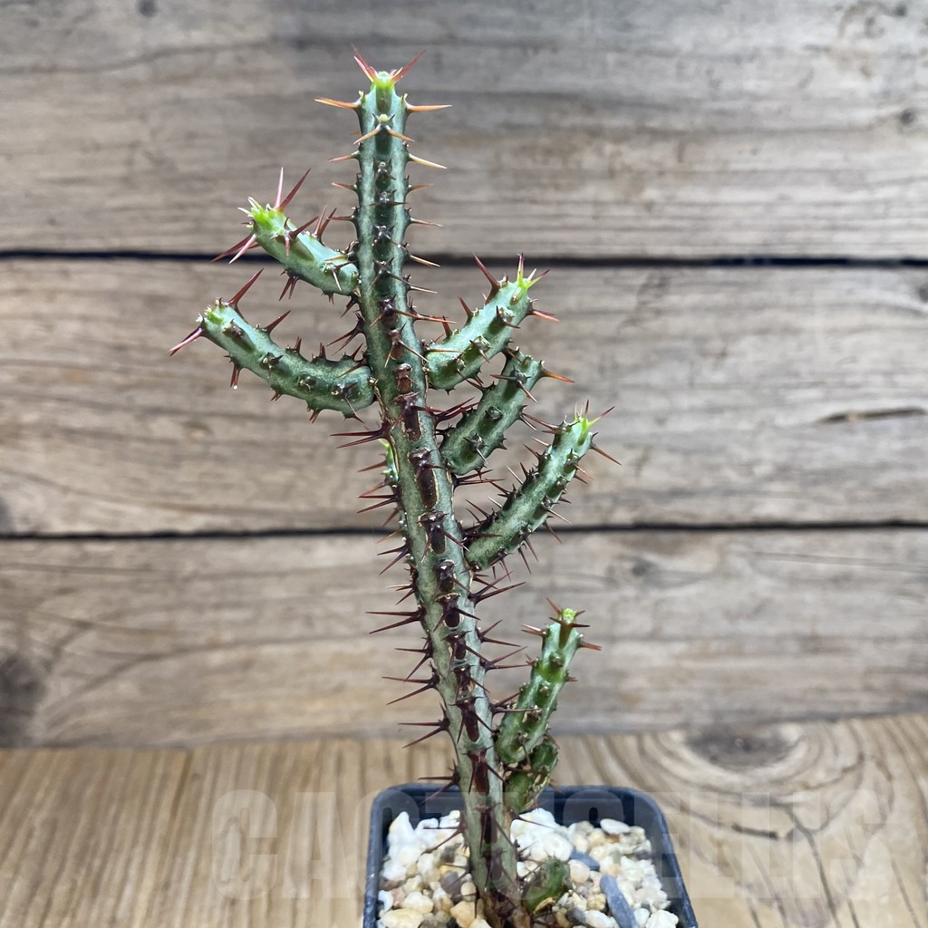 SH10900 Euphorbia aeruginosa v. major - Image 2